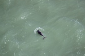 Missing Picture
